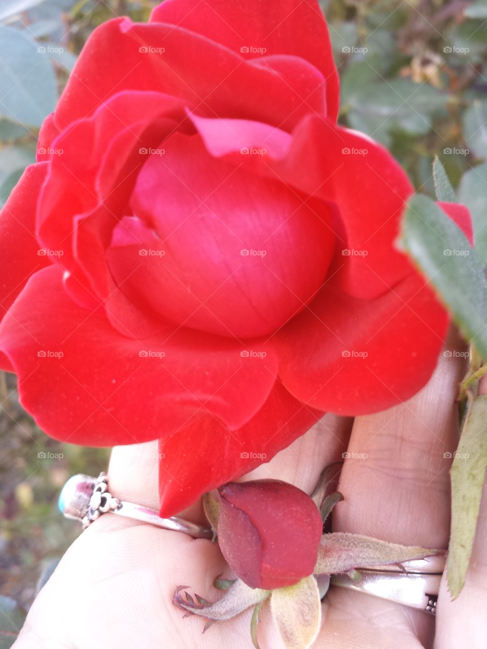 stop to smell the roses