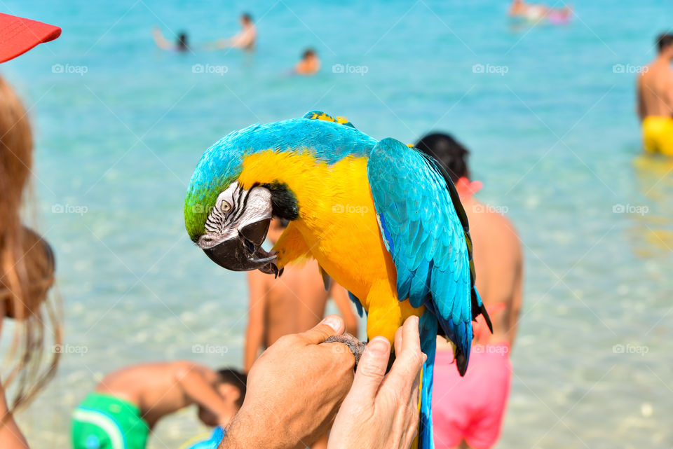 Close-up of person holding macaw