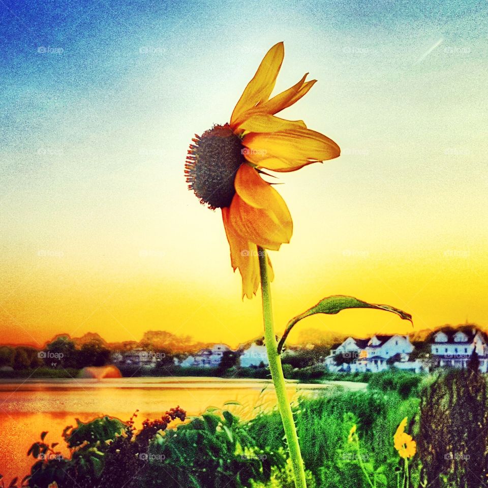 Sunflower among the lake