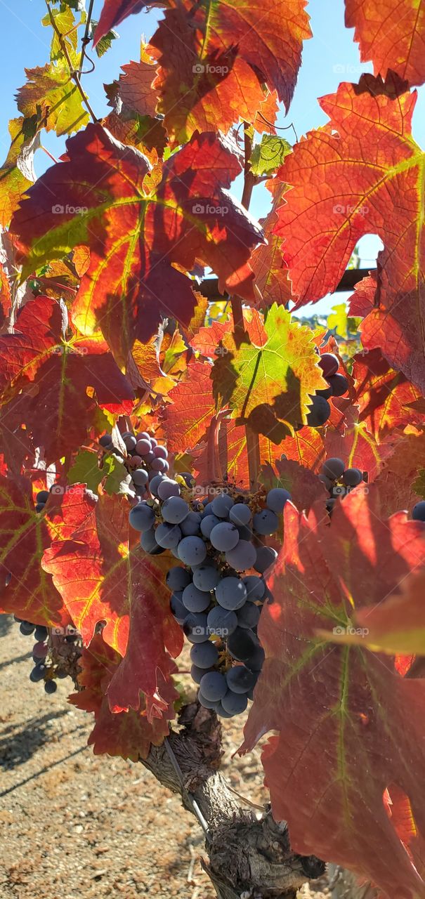 Grape leaves in the fall