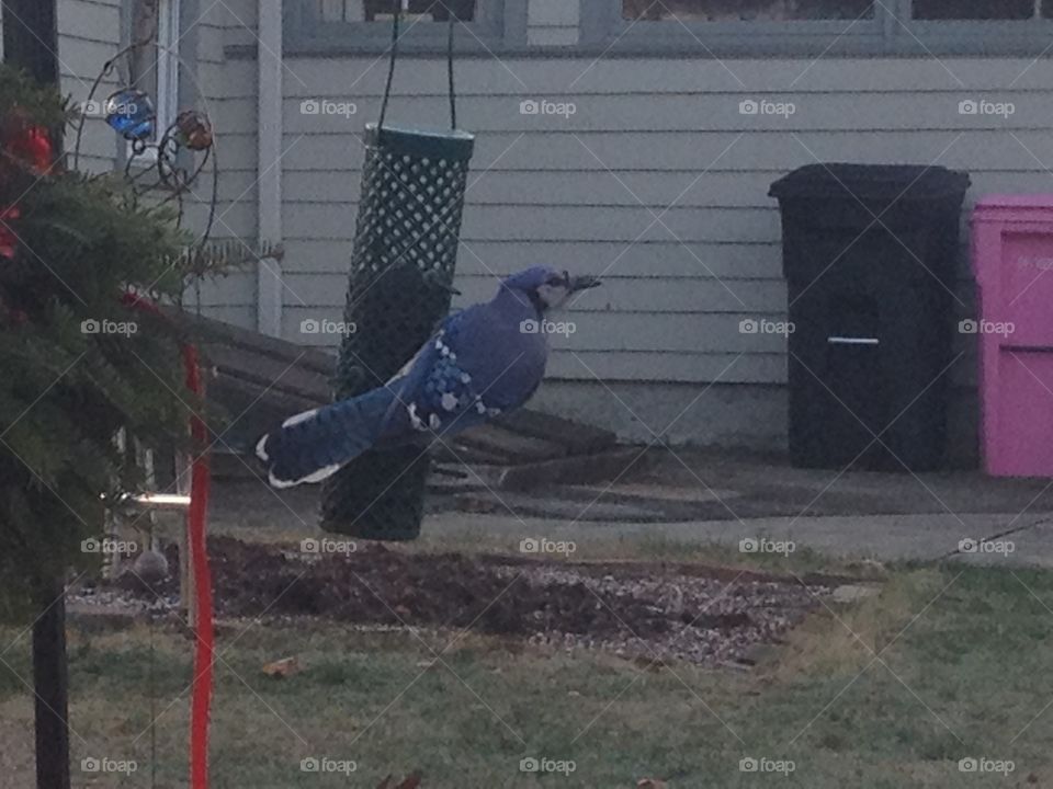 Blue jay on bird feeder 