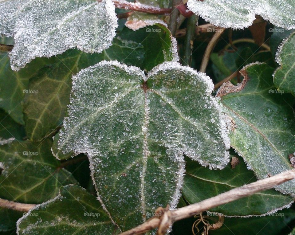 Frosty Ivy 