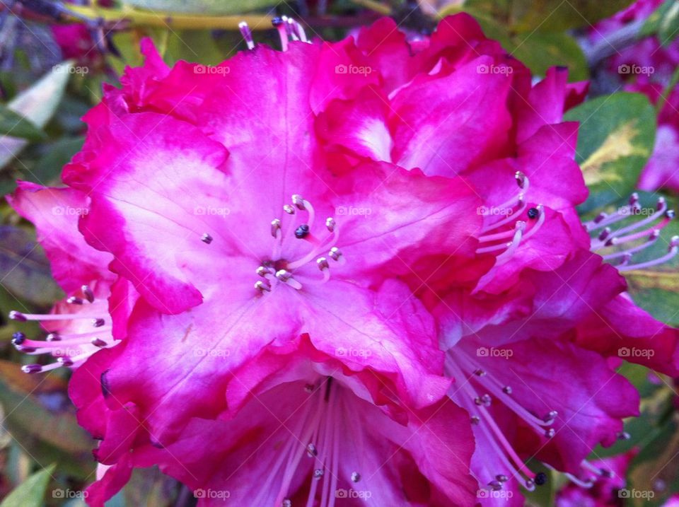 Rhododendron 