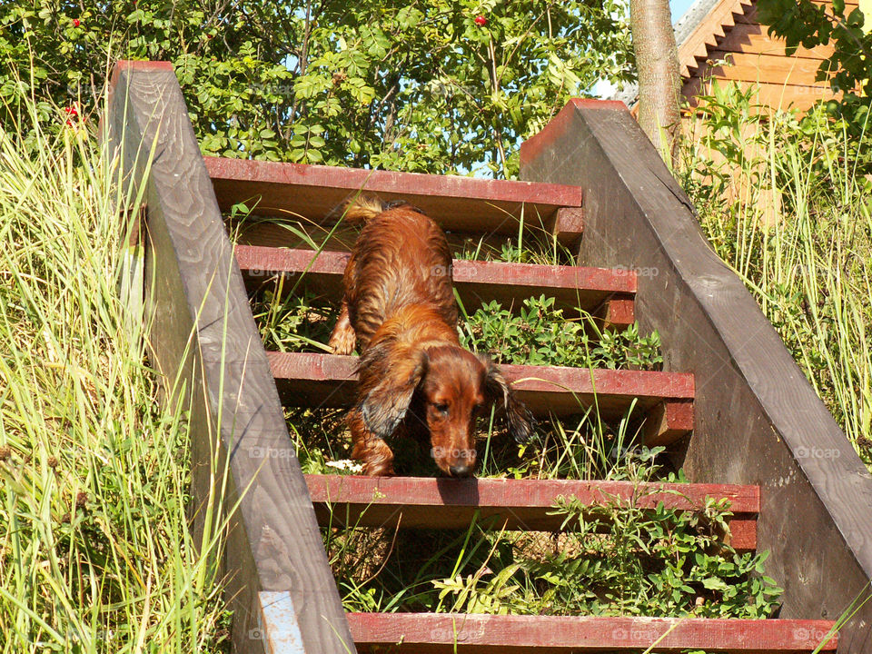 brown dog