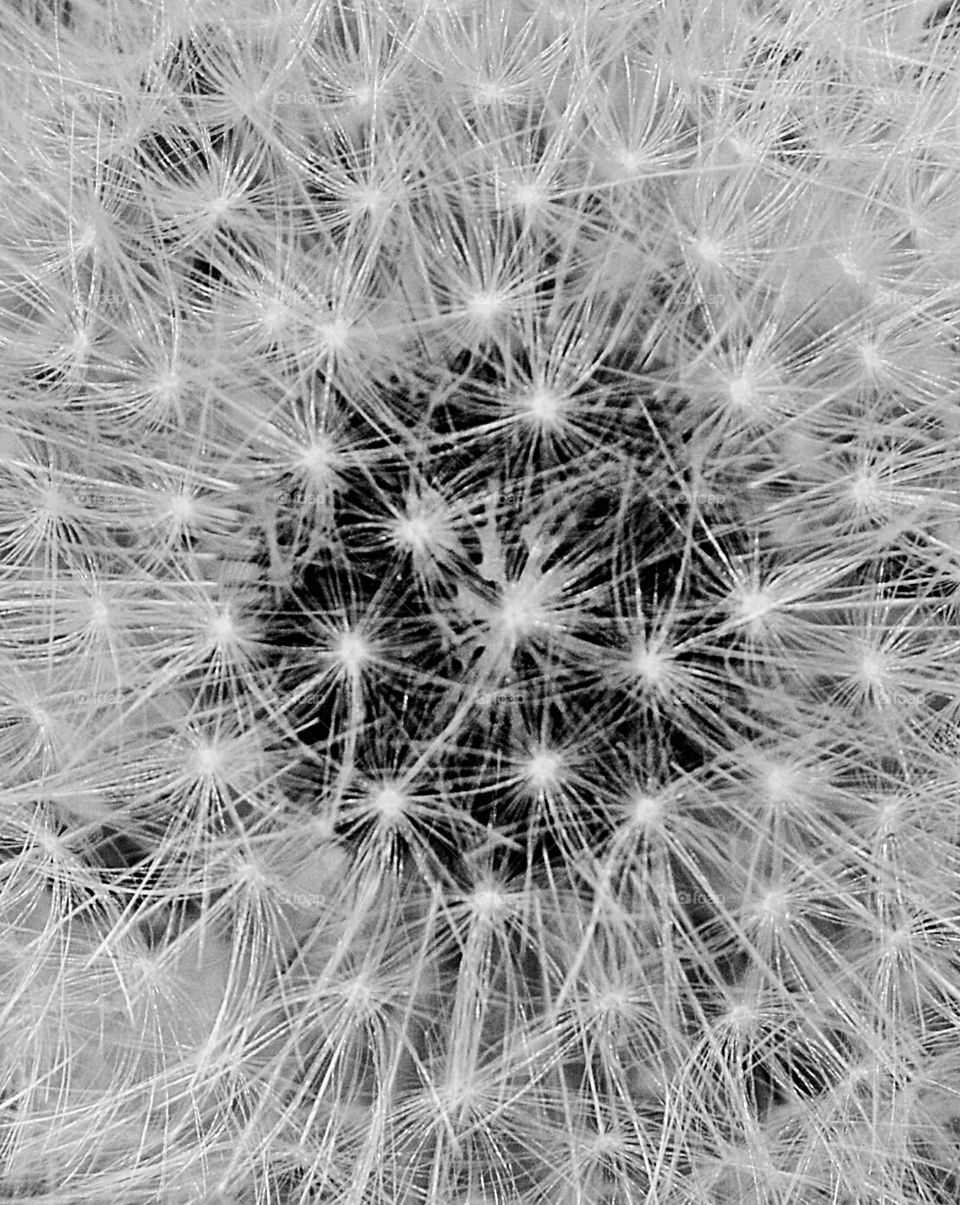 Starburst: Looking close at a dandelion and a new world exploded in front of my lens.