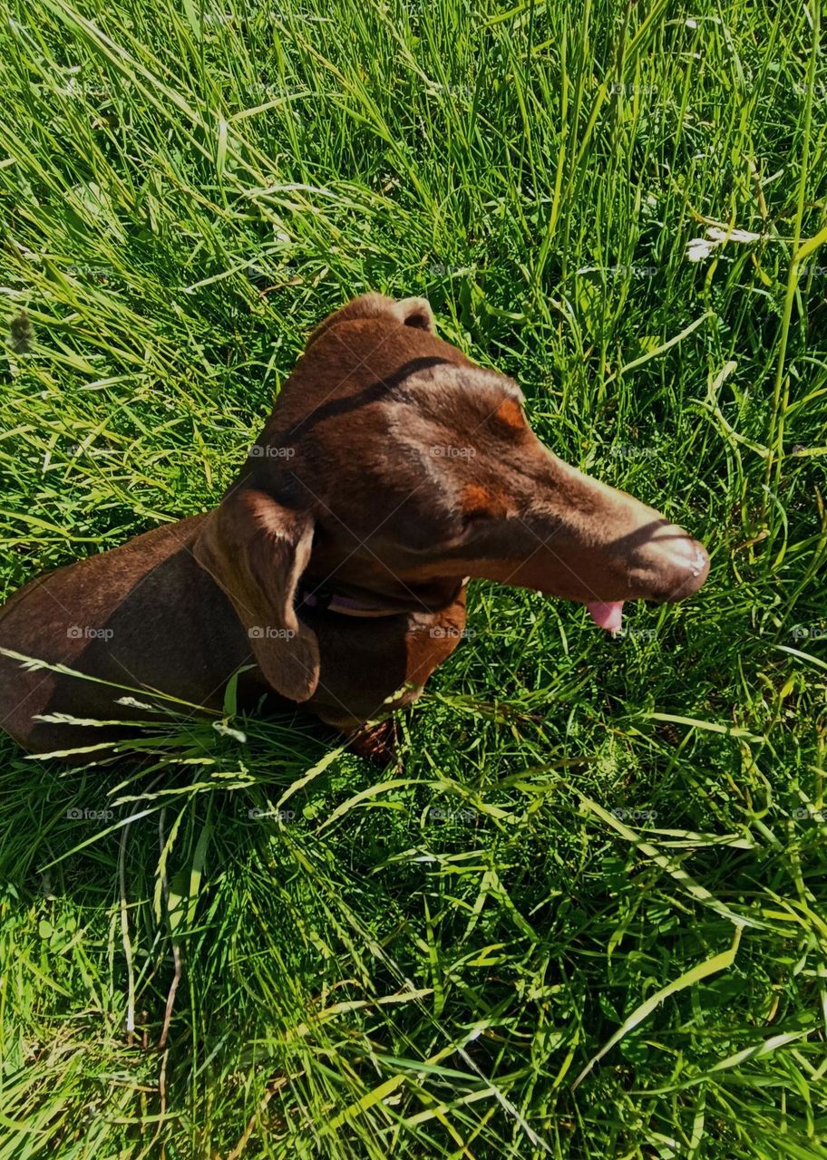 dog pet beautiful portrait in green grass summer time, mobile photography