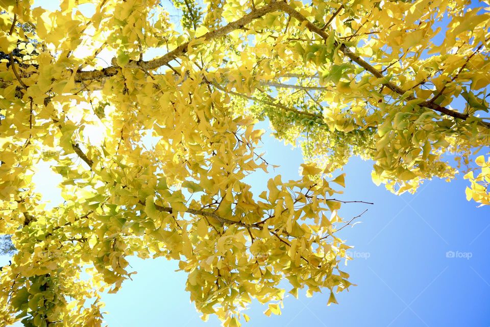 Yellow leaves tree at autumn 