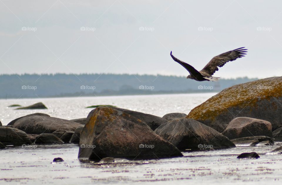 Flying seaeagle