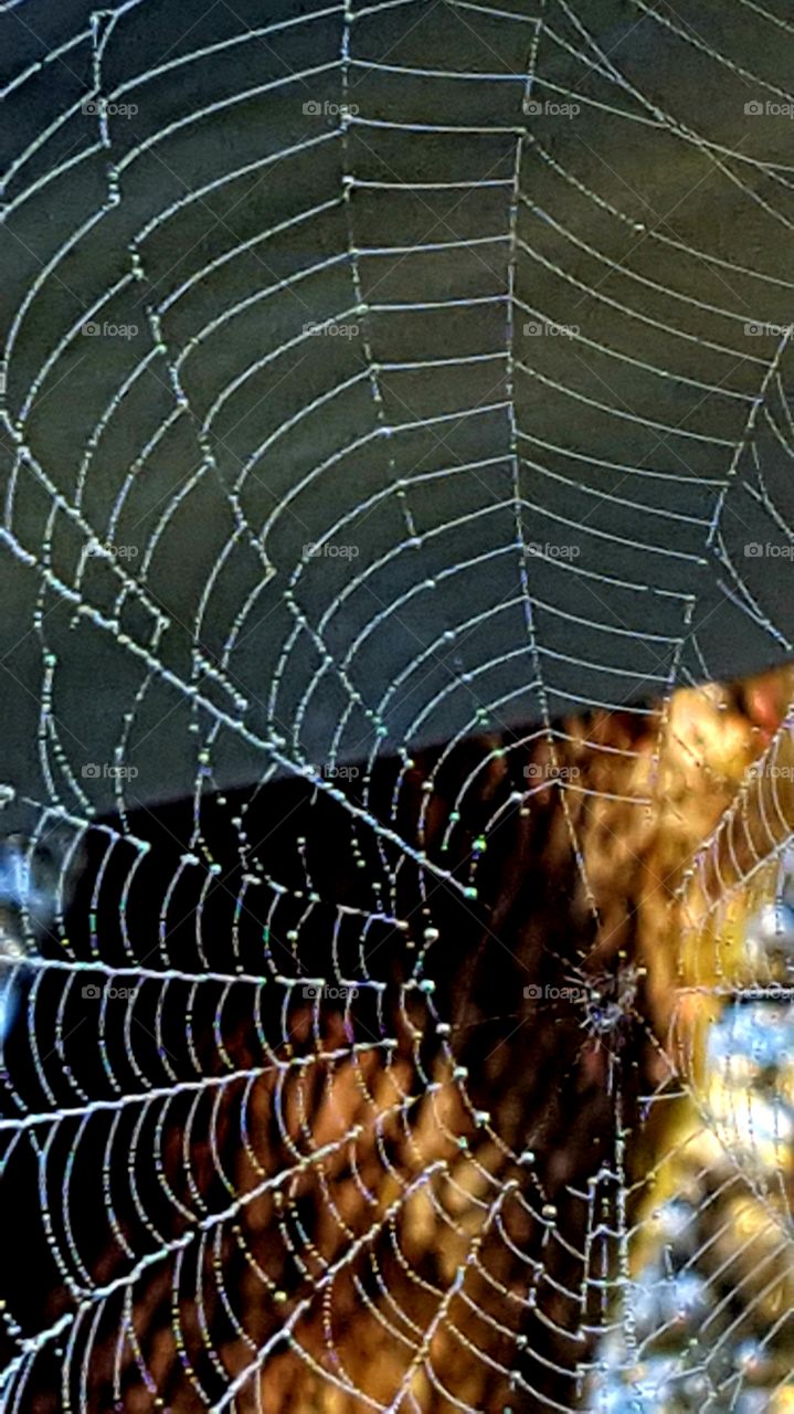 dew on spider web