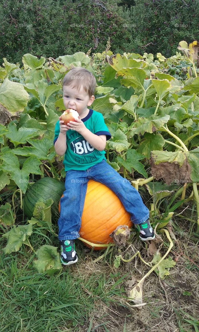 apple eating pumokin patch