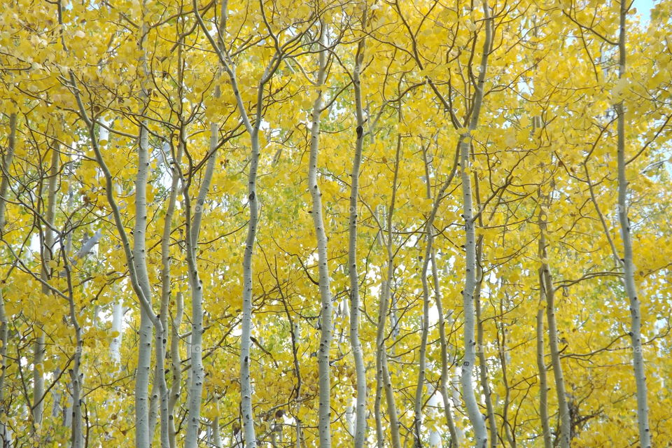 Aspen trees