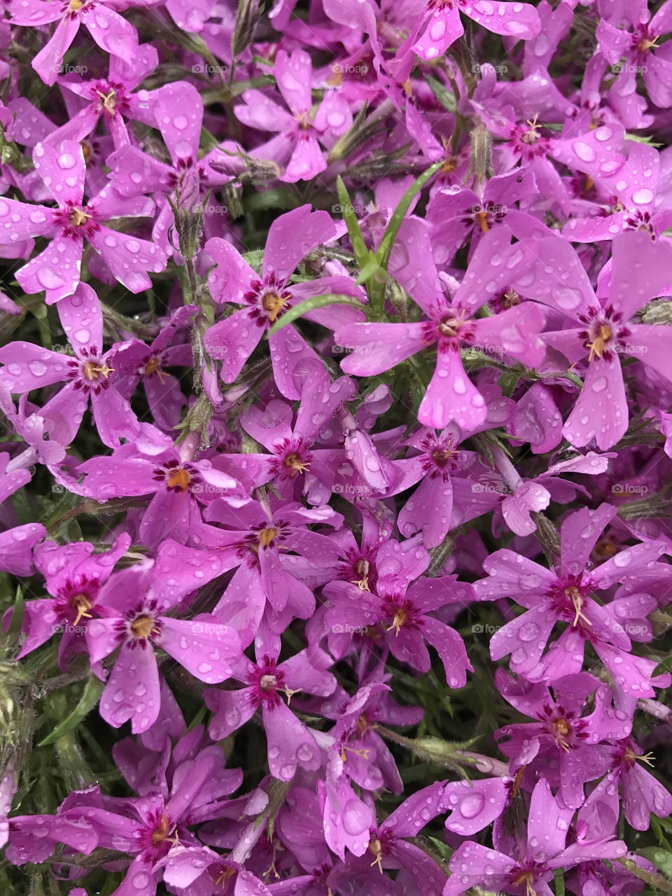 Purple flowers in the garden