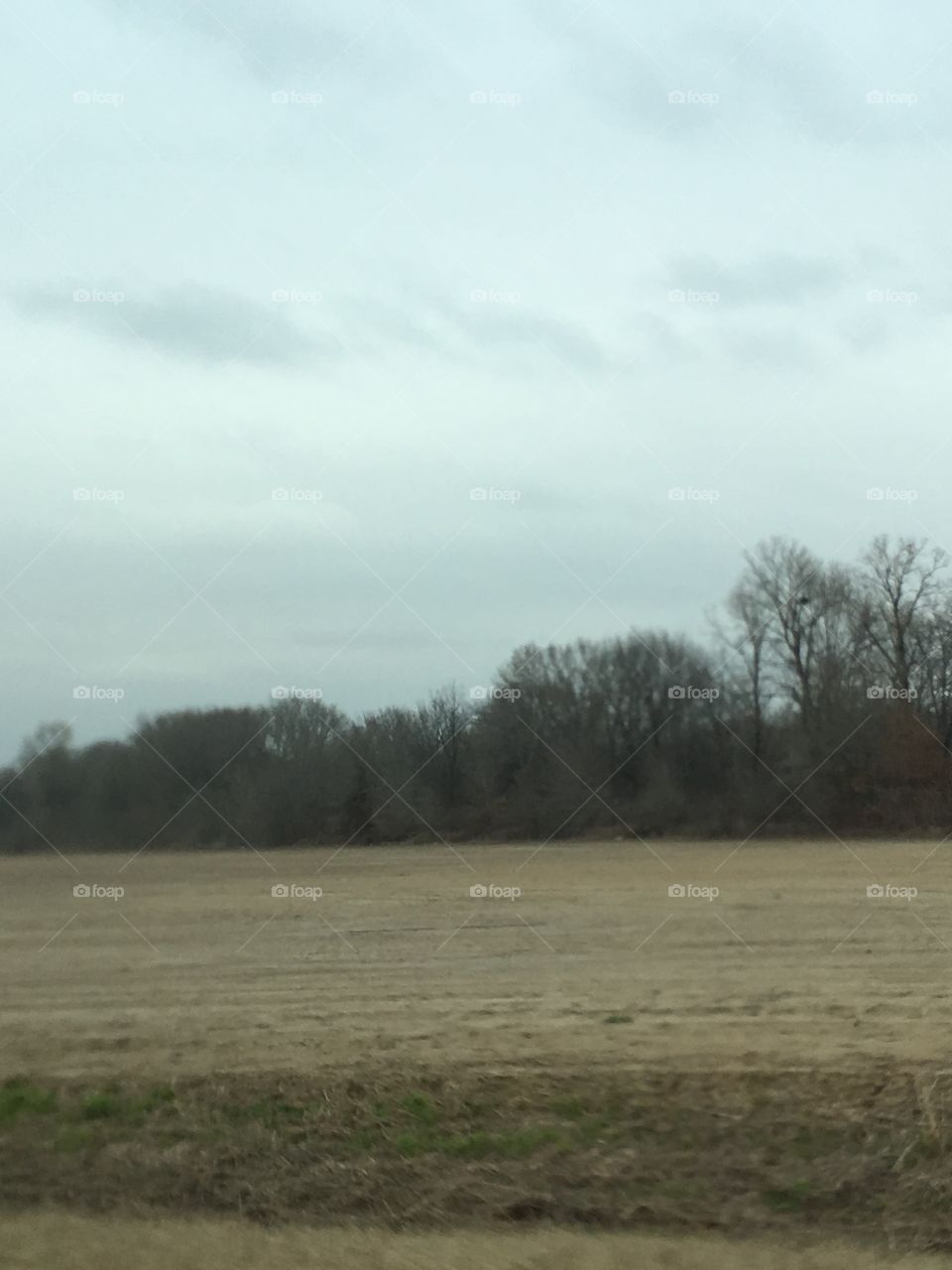 Landscape, Tree, No Person, Field, Nature
