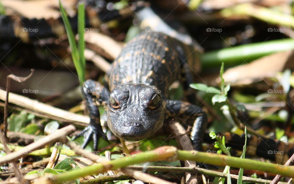 Baby gator in the everglades