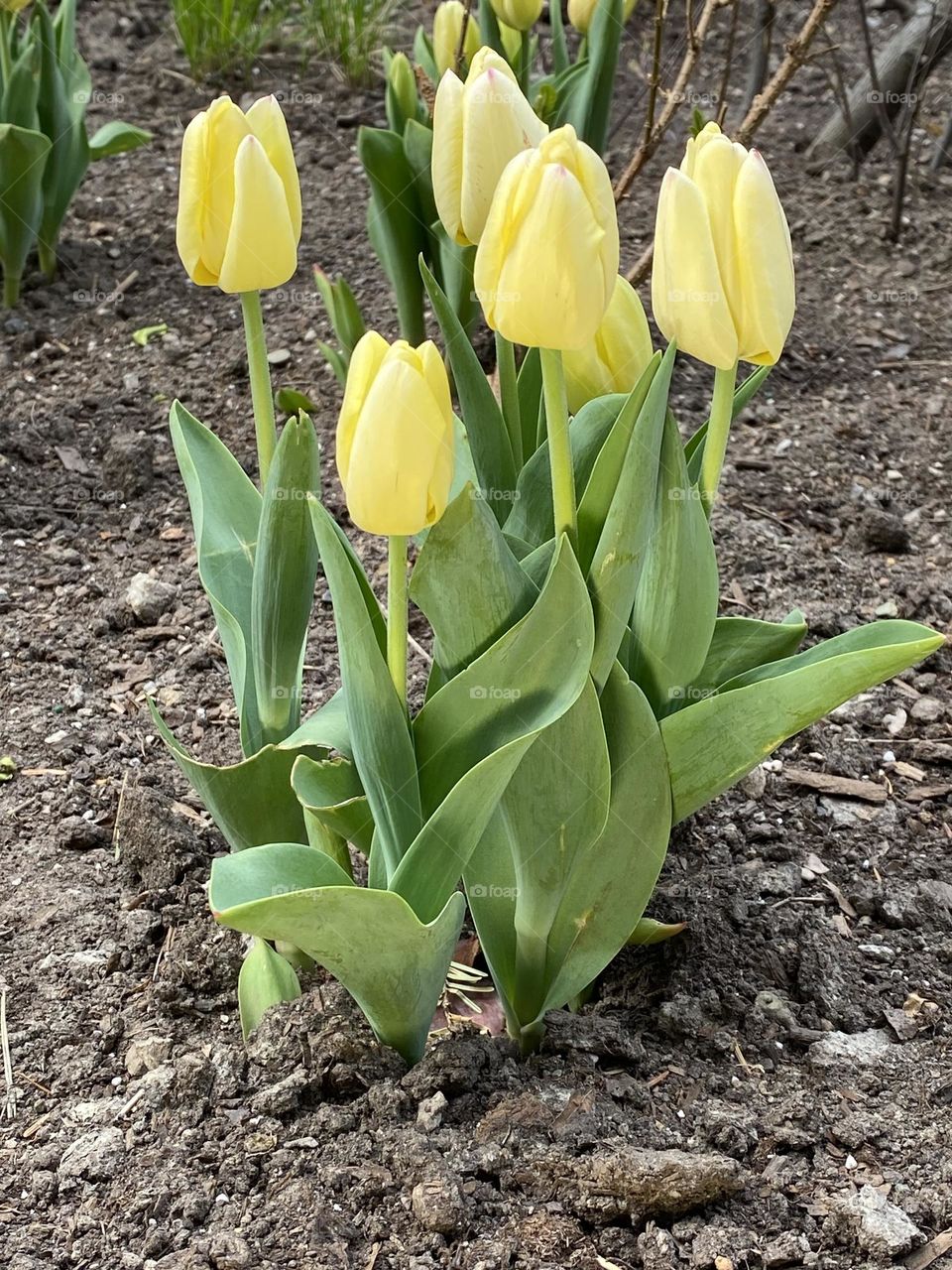 Tulip