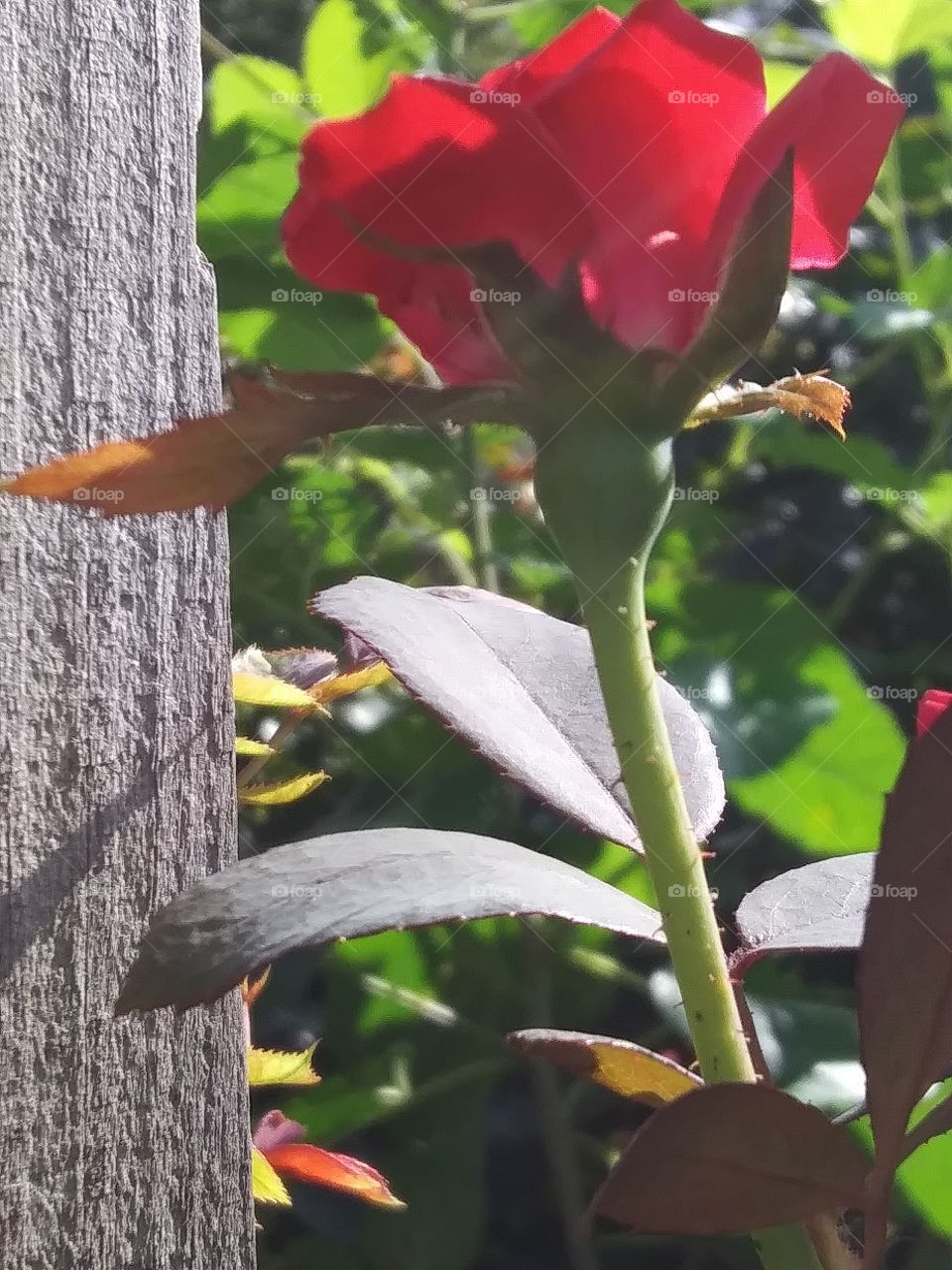 rose blooming on a fence