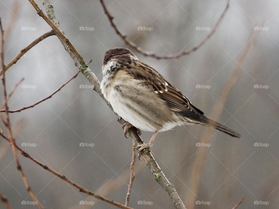 Sparrow
