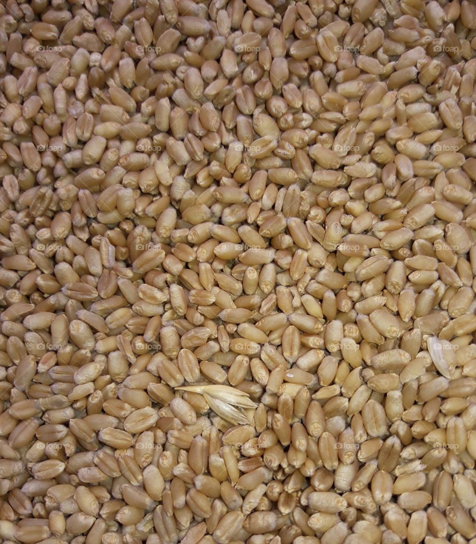 wheat dried grain together seed