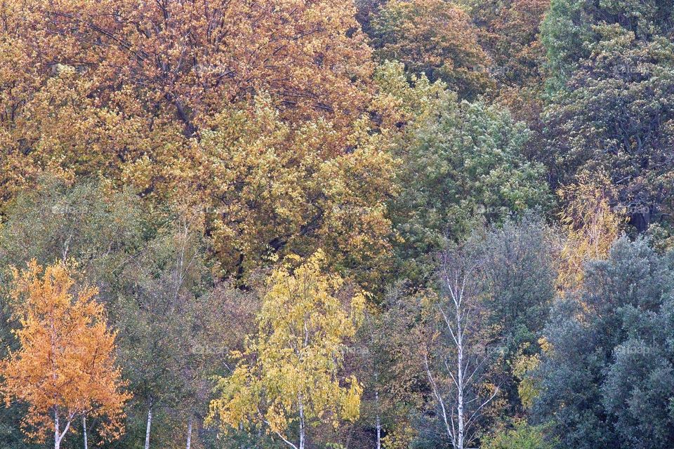 autumn tree in the park