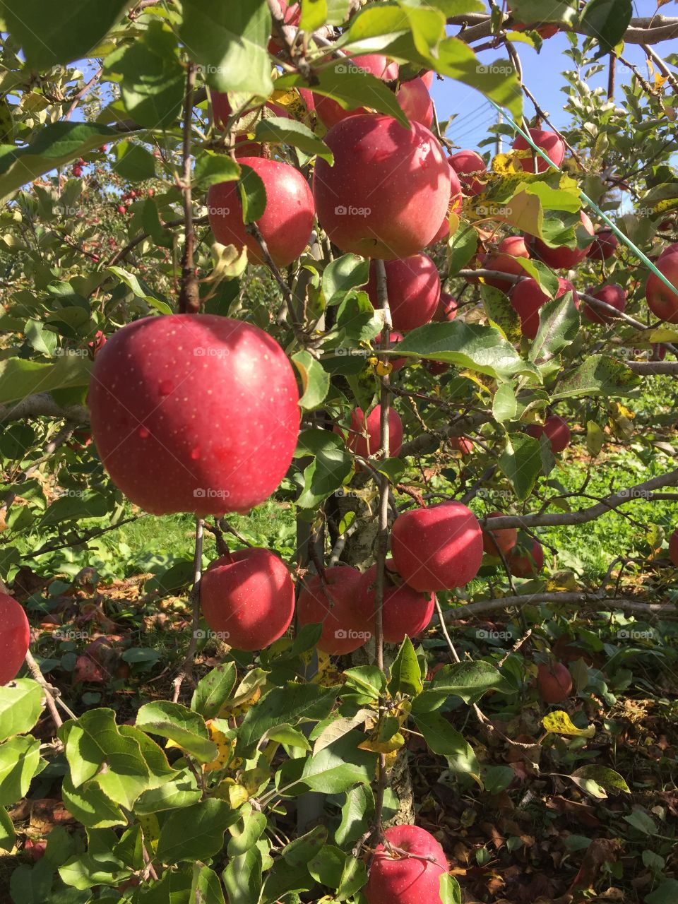 Apple picking in Aomori