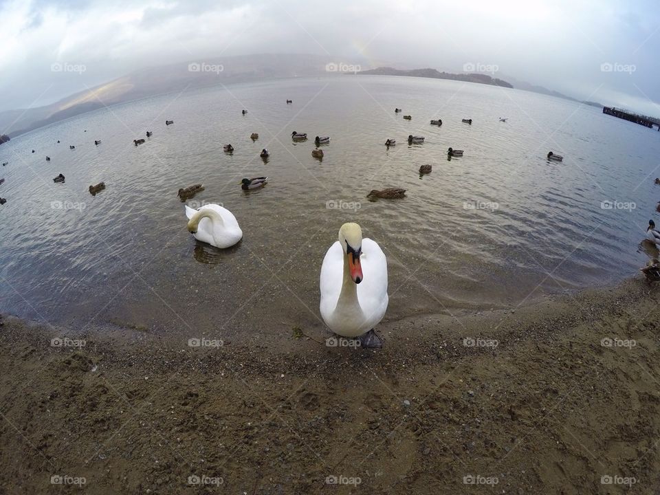 Swans on a lake