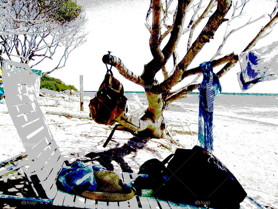 Junk Tree. Sitting on the beaches in st. Kitts.