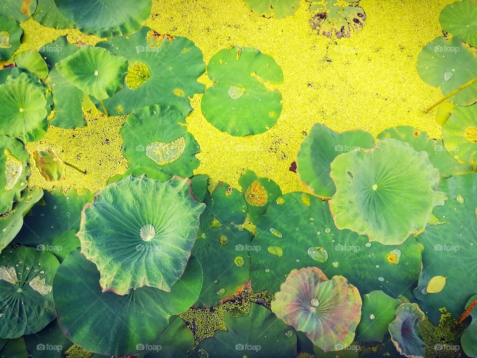 Green lotus leaves and duckweed in the natural pond.