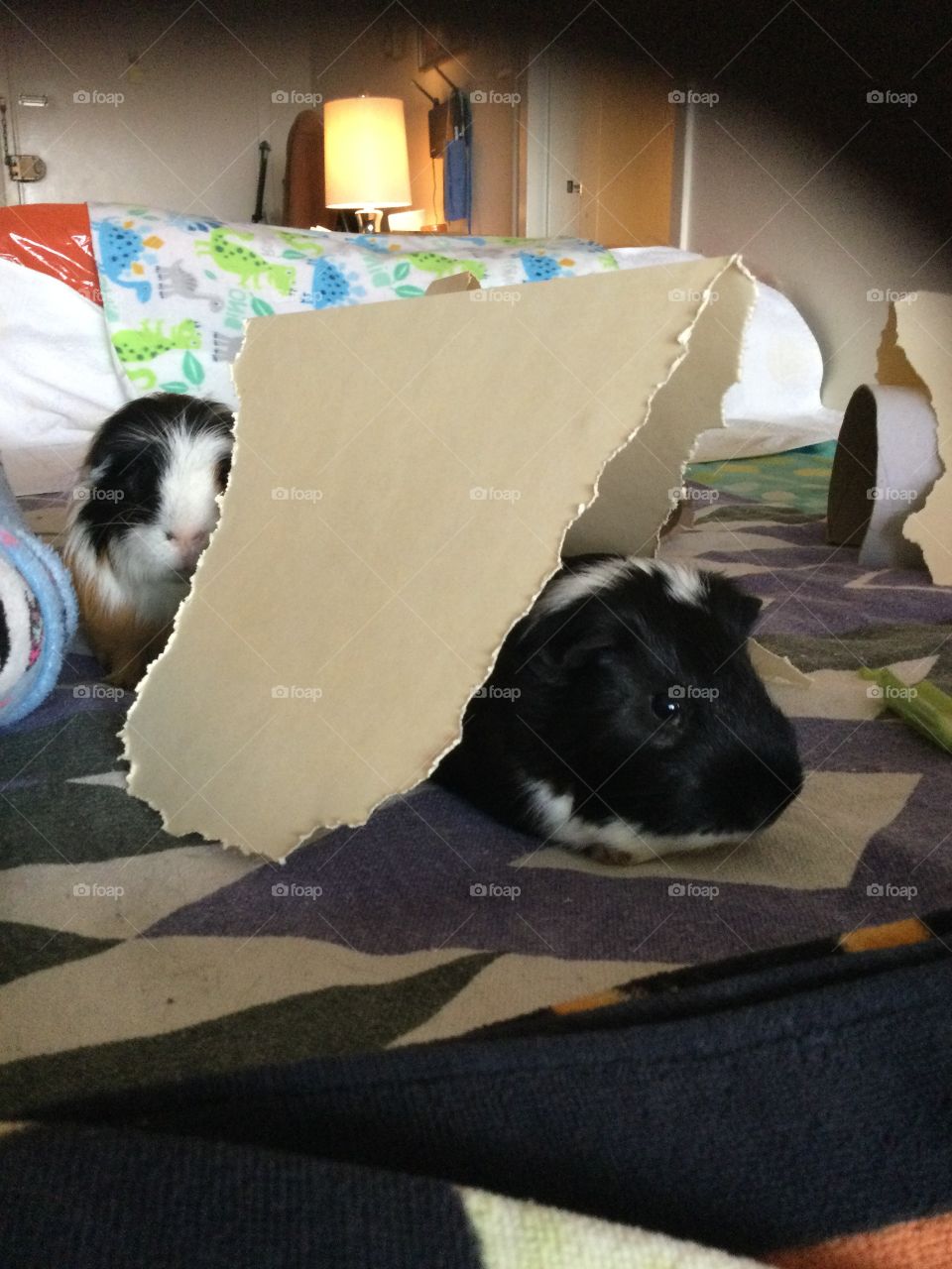 Paper tents for guinea pigs - play time 