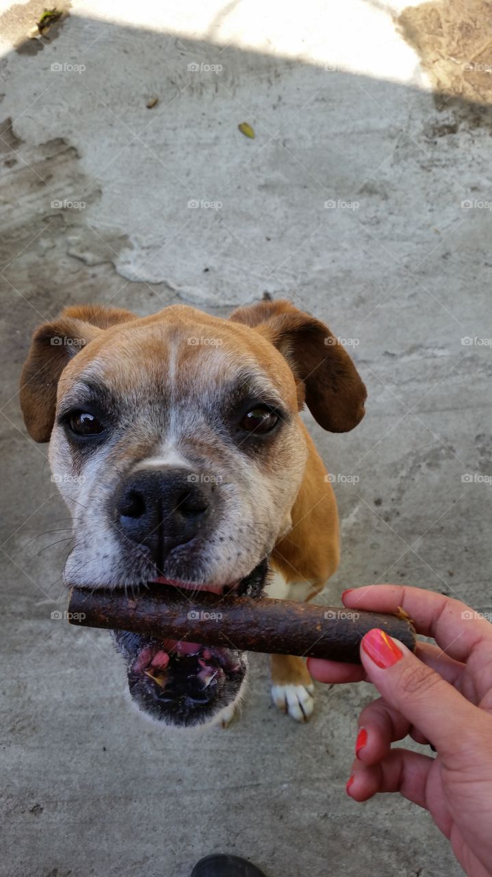 Brown boxer dog biting a treat