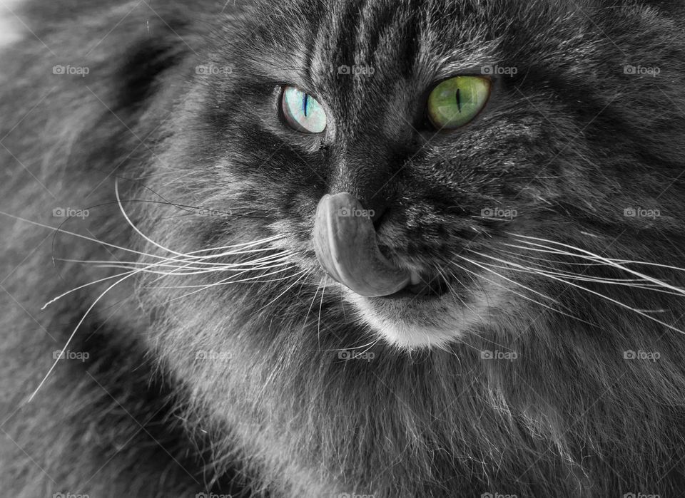 Monochrome cat face with colored eyes licking nose. Siberian breed and female gender 