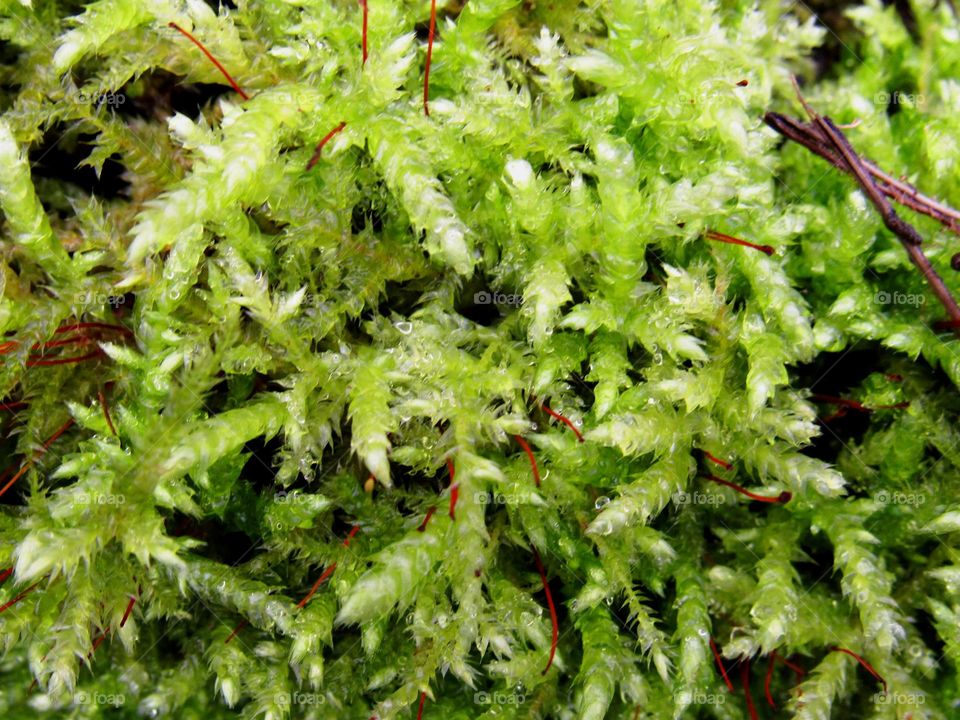 Moss