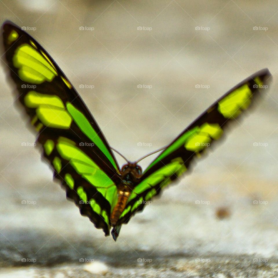 butterfly, green, amazon, Amazon, mommon, river, fly,