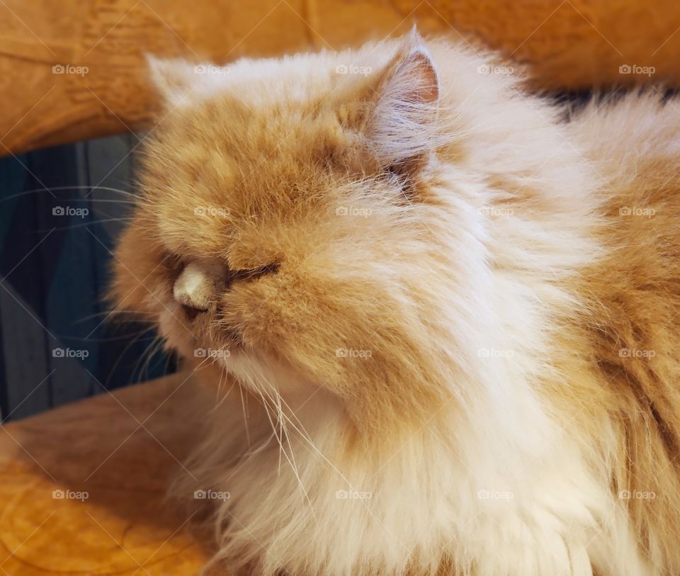 Red cat on a red chair