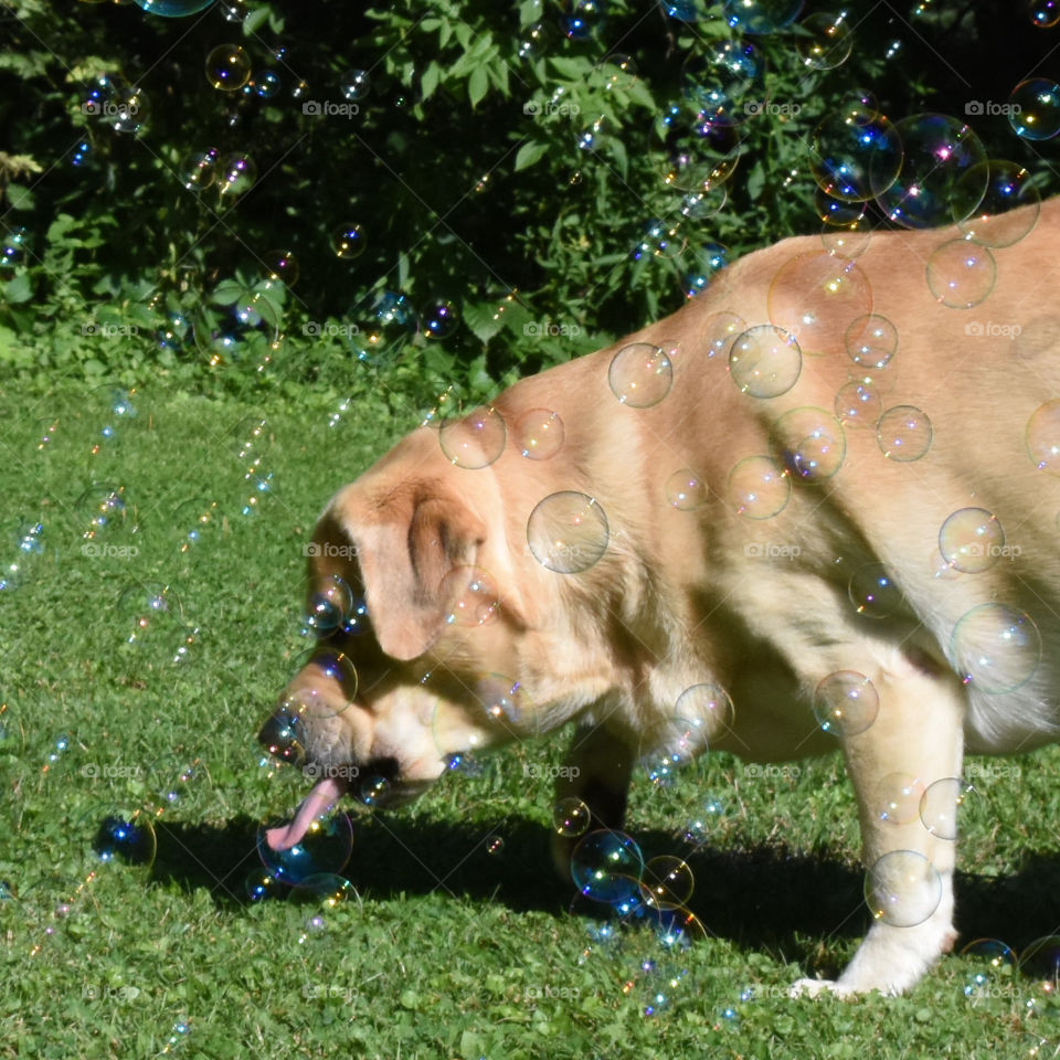 Dog trying to catch bubbles 