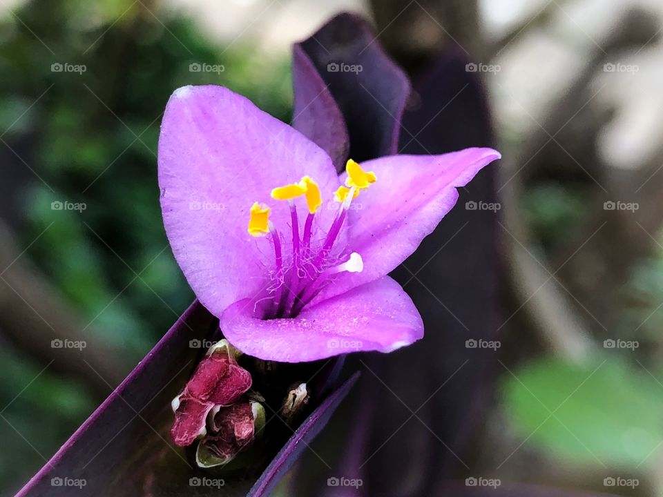 Small pink flower, delicate but impressive.