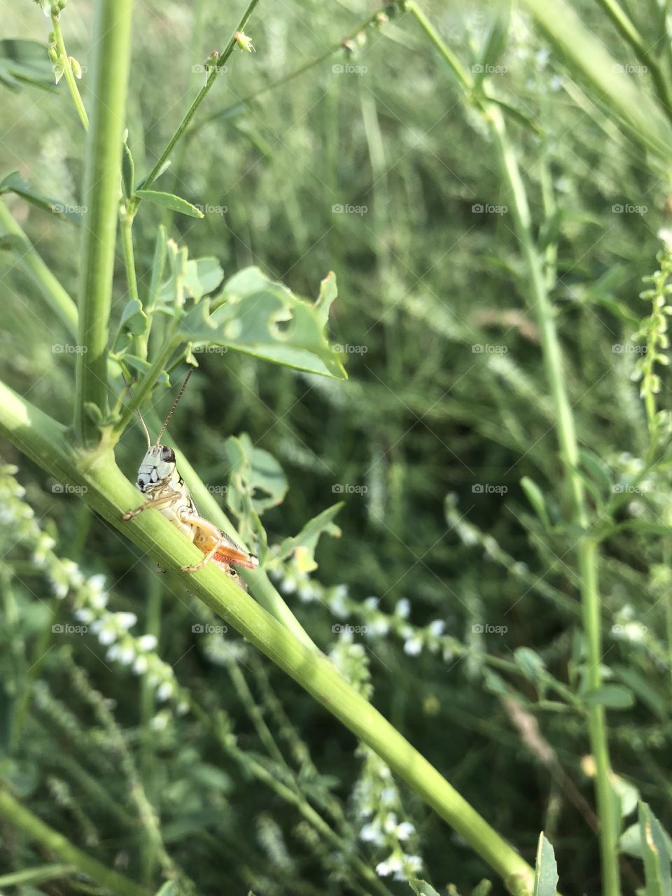 Trying to hide in plain sight 