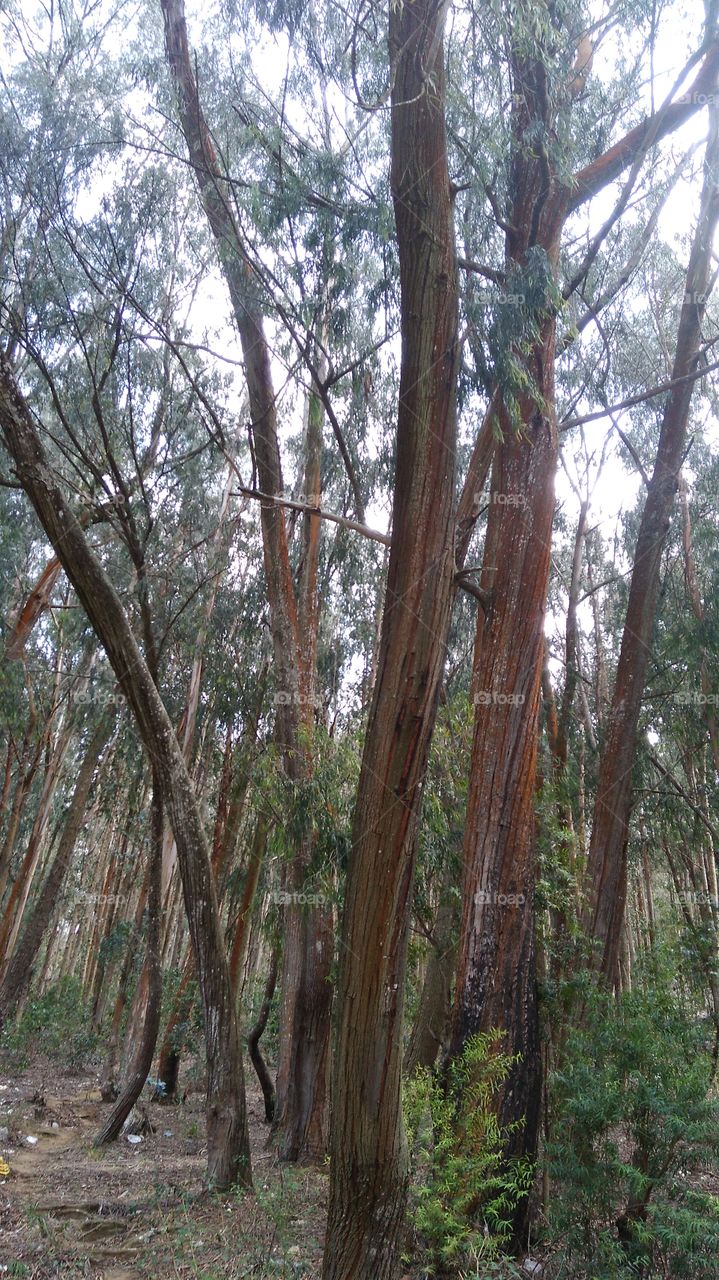 Ukalipts tree