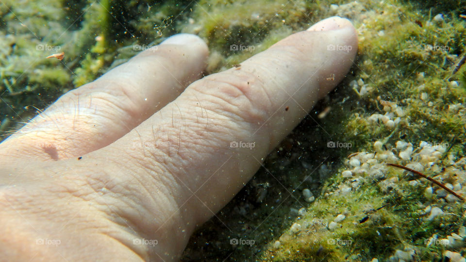 human hand on sea grass, underwater photo