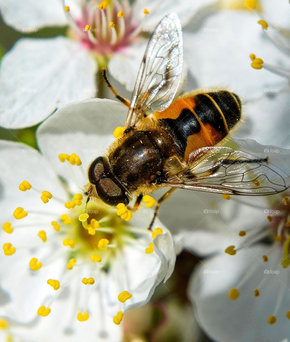 The beauty of spring