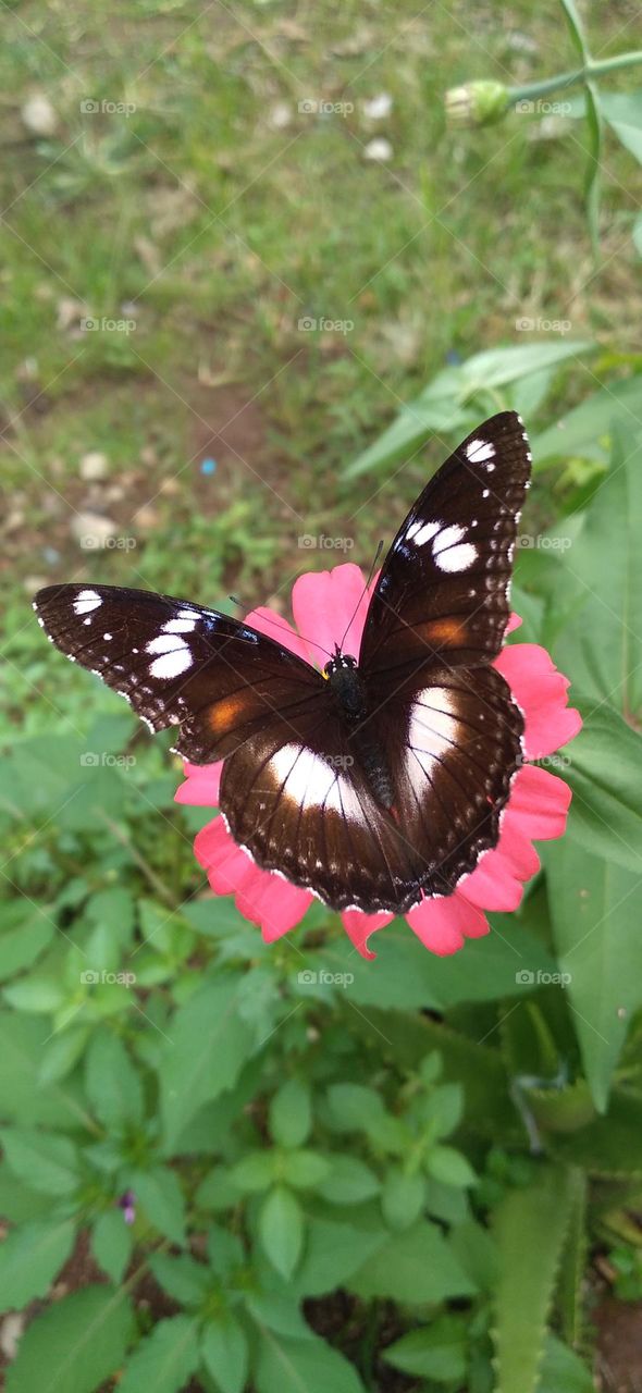 Beautiful butterfly perched on a zinnia flower