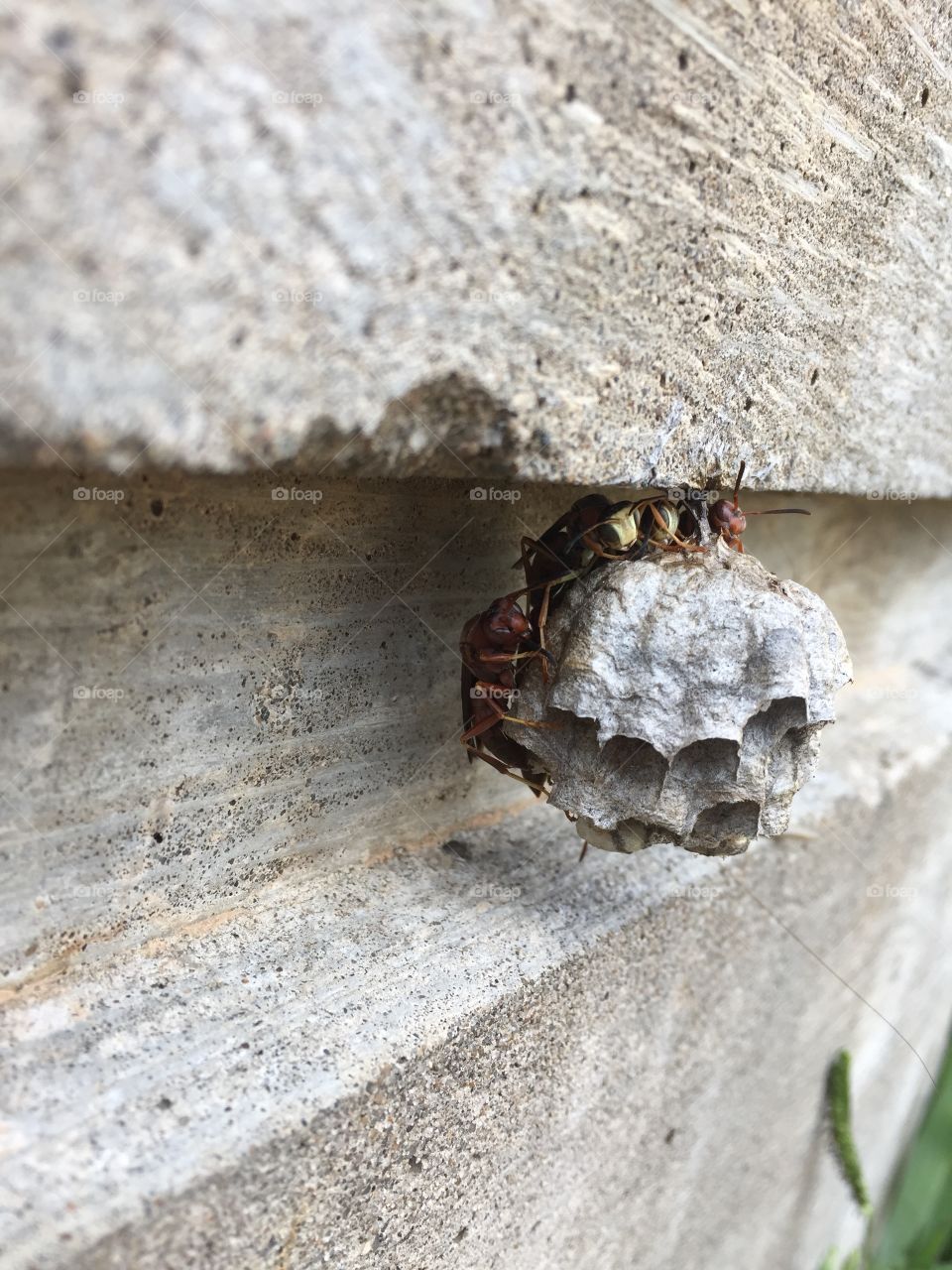 Some wasps decided to stay home today
