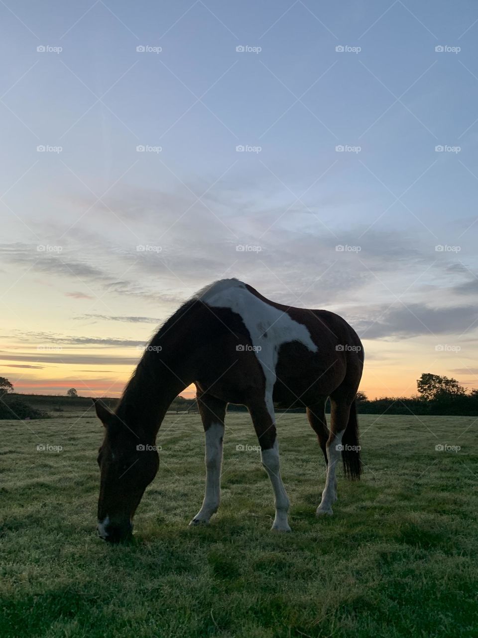 Horse against sunrise 