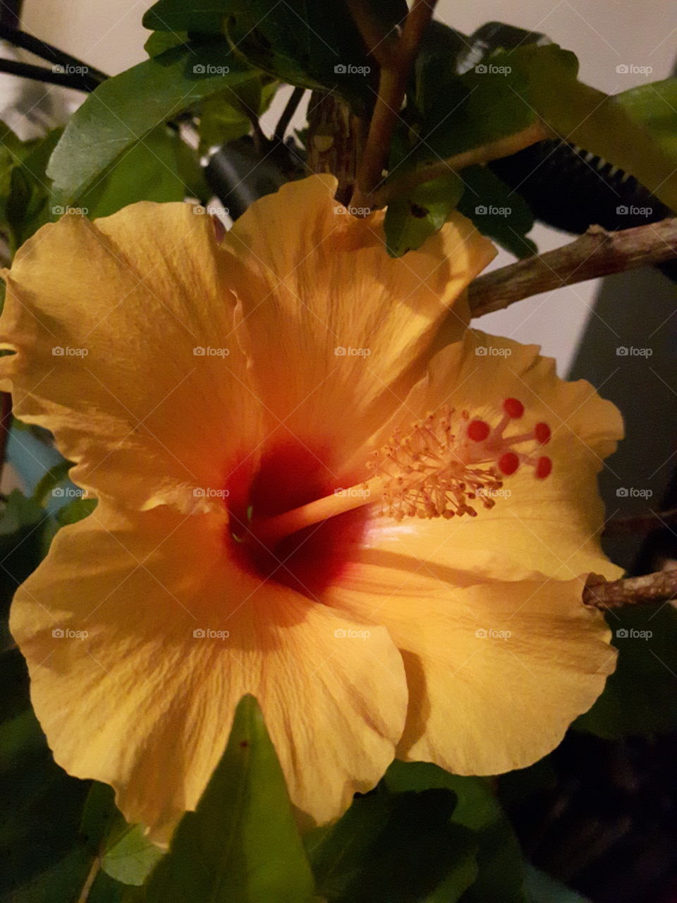 when the hibisscuss try keep the summer around!😎🌺