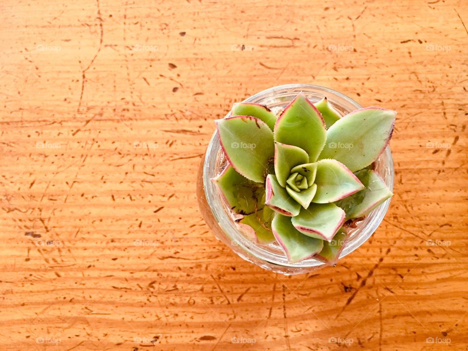 Succulent plant growing in glass bowl set on wood table view from above 