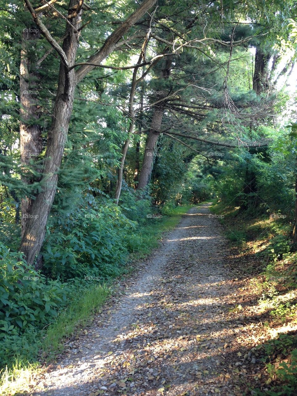 path in the woods, Lura Park, Bregnano, Italy. The park of Lura is an intercommunal park that runs from north to south in the south of the province of Como. 