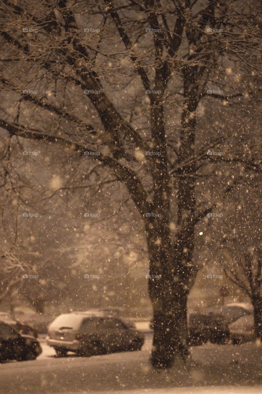 Late Night Snow