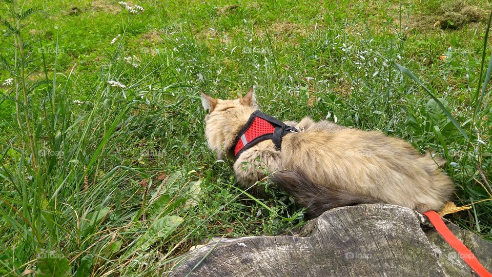 A fluffy tri-colored kitten walking in a park with red harness and leash