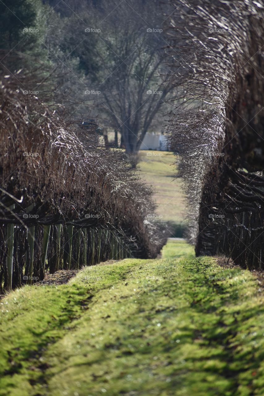 Rows of winter Virginia grape vines