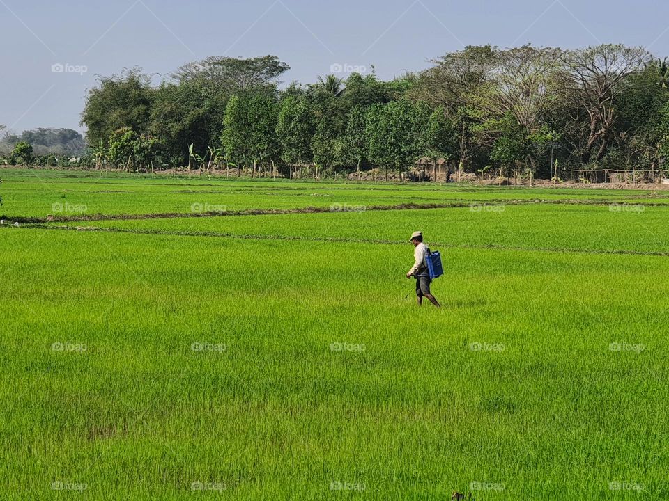 Paddy field