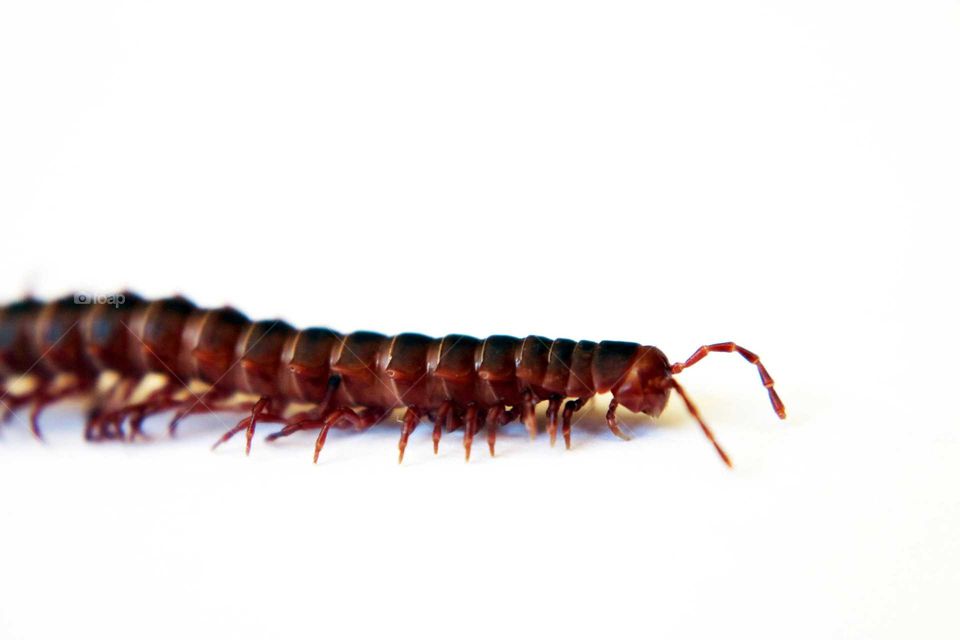 Centipede insect close